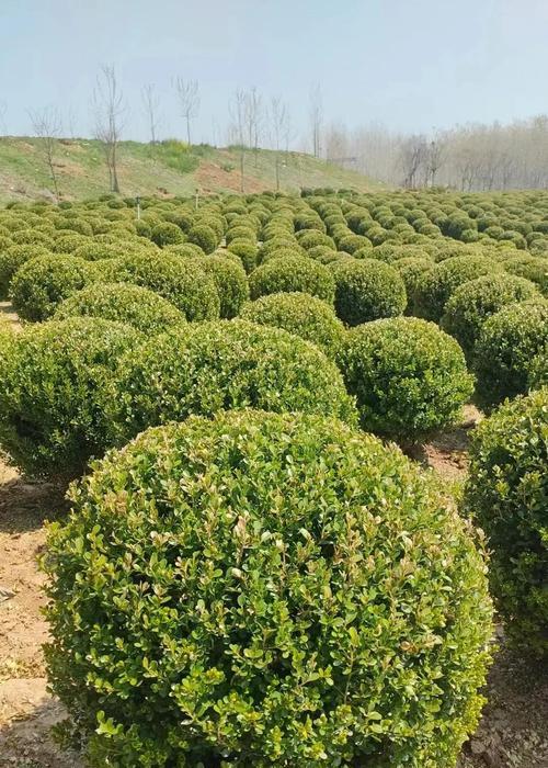 小叶黄杨，一种珍贵的木本植物（探究小叶黄杨的生态与用途）
