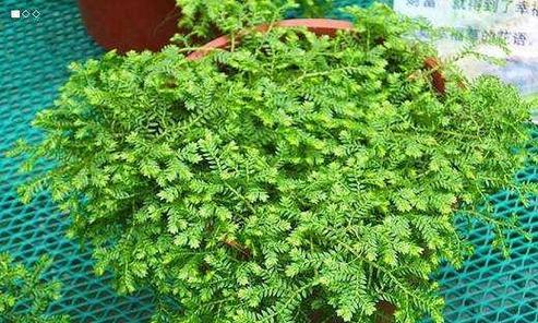 幸福草的种植技巧（如何养长幸福草，让你的家更温馨）