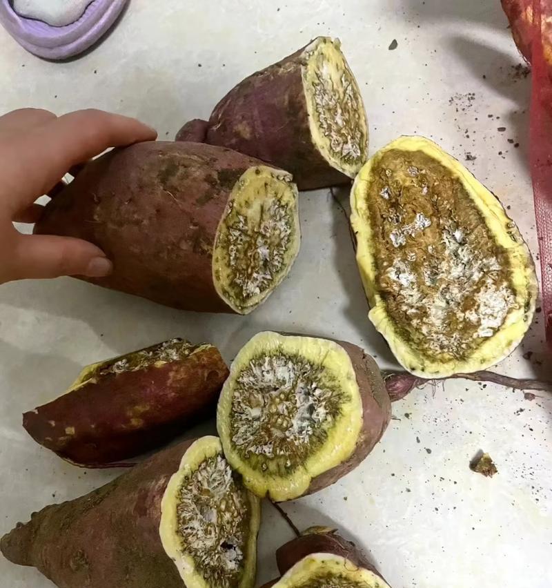番薯开花了还能吃吗？（探究番薯开花的原因及其对食用的影响。）