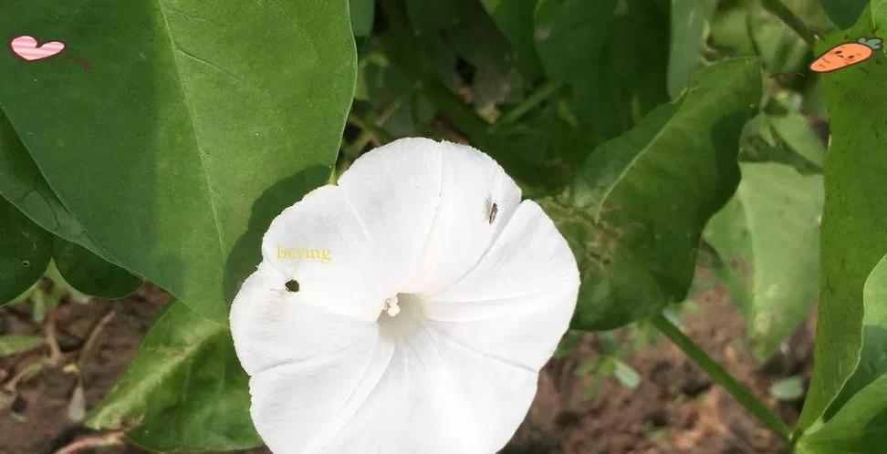 番薯开花了还能吃吗？（探究番薯开花的原因及其对食用的影响。）