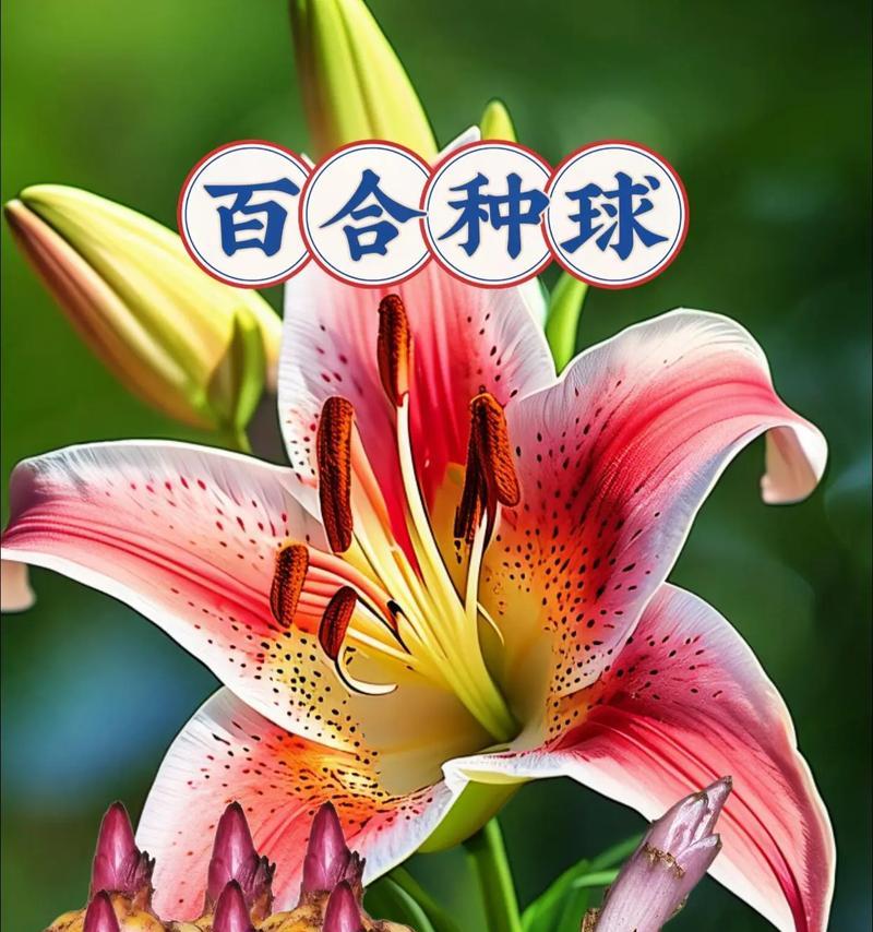 百合花种植时间及注意事项（掌握最佳栽种时间，打造美丽庭园）