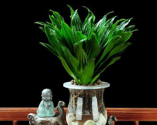 太阳神水培与土培哪种更适合植物生长？（探讨植物生长的两种方法优缺点）
