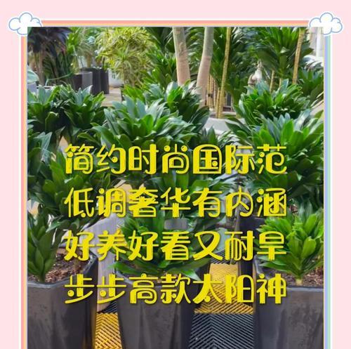 太阳神水培与土培哪种更适合植物生长？（探讨植物生长的两种方法优缺点）