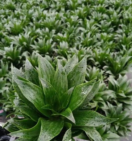 太阳神水培与土培哪种更适合植物生长？（探讨植物生长的两种方法优缺点）