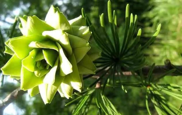 松木——松科木本植物的代表（了解松木，畅游自然森林）