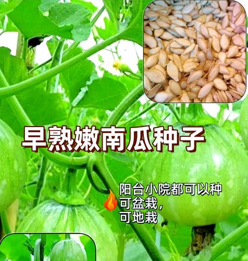 南瓜成熟期多少天？剖析南瓜成熟周期