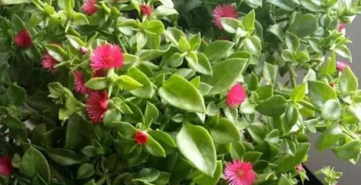 牡丹真的是草本植物吗？——解析牡丹的生物分类