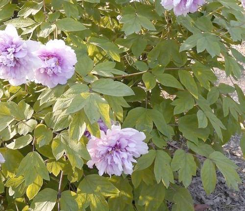 牡丹真的是草本植物吗？——解析牡丹的生物分类