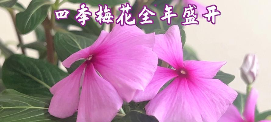 四季梅剪枝指南（合适的时间、方法及注意事项）