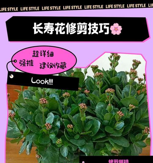 四季梅剪枝指南（合适的时间、方法及注意事项）