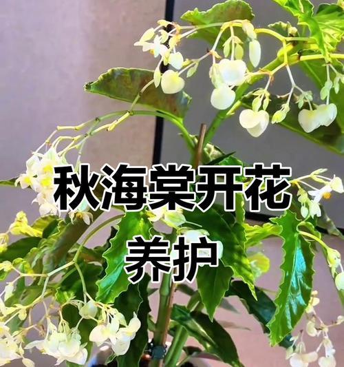 秋海棠的花期和开花时间（一朵美丽的秋海棠的生长周期和花期变化）