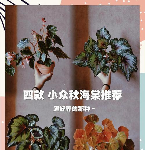 秋海棠的花期和开花时间（一朵美丽的秋海棠的生长周期和花期变化）