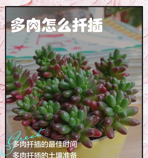 多肉发芽技巧大揭秘！（怎么让多肉发芽快？多肉发芽的小技巧！）