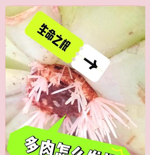 多肉发芽技巧大揭秘！（怎么让多肉发芽快？多肉发芽的小技巧！）