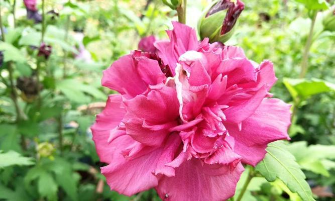木槿花能否室外过冬？（木槿花的适应性和应对措施）