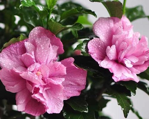木槿花能否室外过冬？（木槿花的适应性和应对措施）
