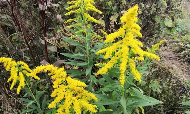 水稻的花序类型及特点（以圆锥花序为主的水稻花序类型分析）