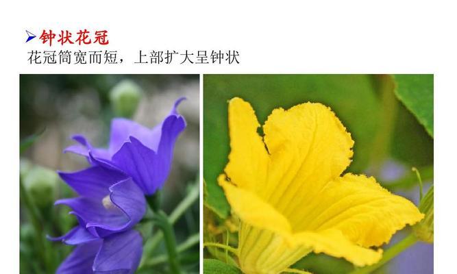 水稻的花序类型及特点（以圆锥花序为主的水稻花序类型分析）