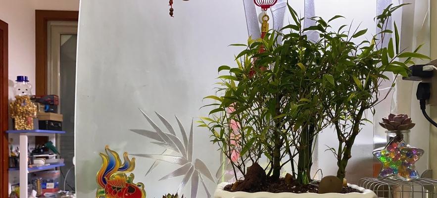 盆栽葫芦的合适盆器选择（多大的盆器最适合种植葫芦？选对盆器，让你的葫芦健康成长）