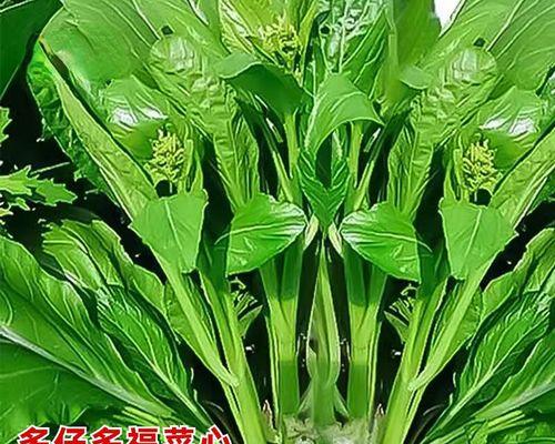 甜菜种植时间的选择（掌握最佳时间让甜菜丰收）