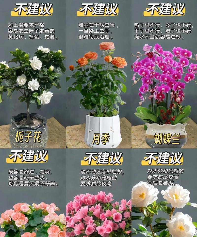 五叶梅（五叶梅的毒性及在家中如何安全养殖）