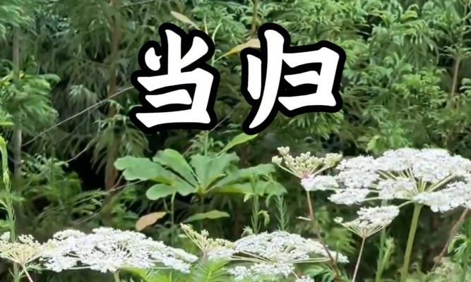 当归的生长环境（揭秘当归生长的奥秘）