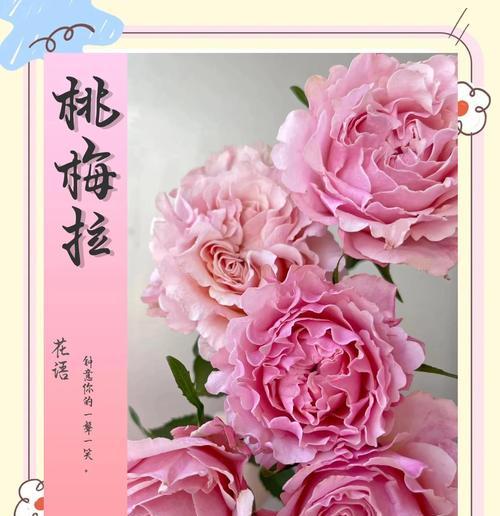 龟背竹扦插繁殖方法详解（掌握龟背竹扦插技巧，轻松繁衍新苗）
