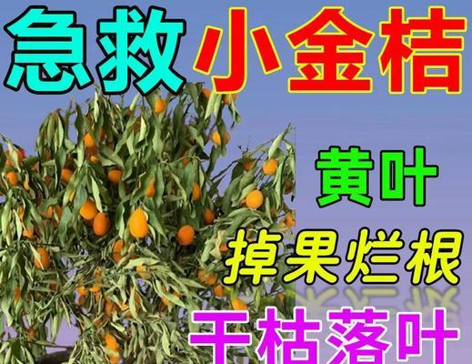 小金桔树叶子掉落解决方法（了解小金桔树的生长习性）