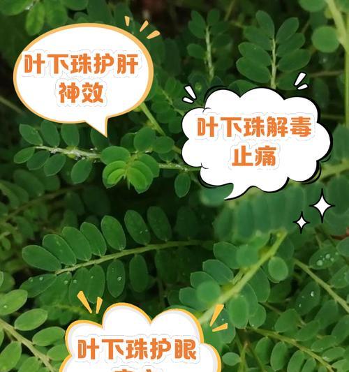 叶下红——一种神奇的天然保健品（叶下红的功效与作用，有效缓解多种疾病）