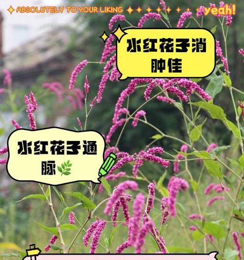 叶下红——一种神奇的天然保健品（叶下红的功效与作用，有效缓解多种疾病）