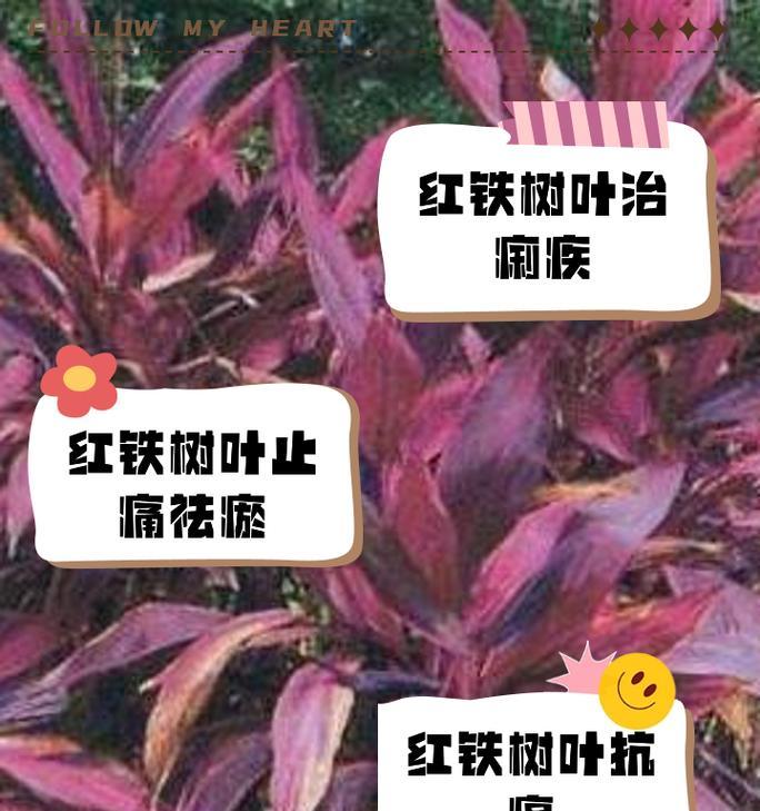 叶下红——一种神奇的天然保健品（叶下红的功效与作用，有效缓解多种疾病）