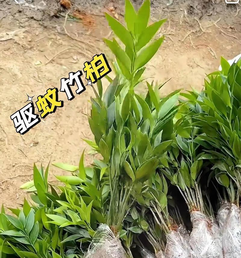 水生竹子养护指南（了解水生竹子的毒性及室内养护方法）