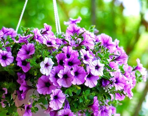 矮牵牛花冬天开花吗？—探讨矮牵牛花的生长习性