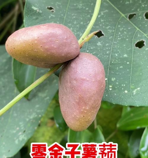 山药豆生芽的营养价值及食用方法（探究山药豆生芽的丰富营养和美味食用方式，让你吃得健康又美味！）