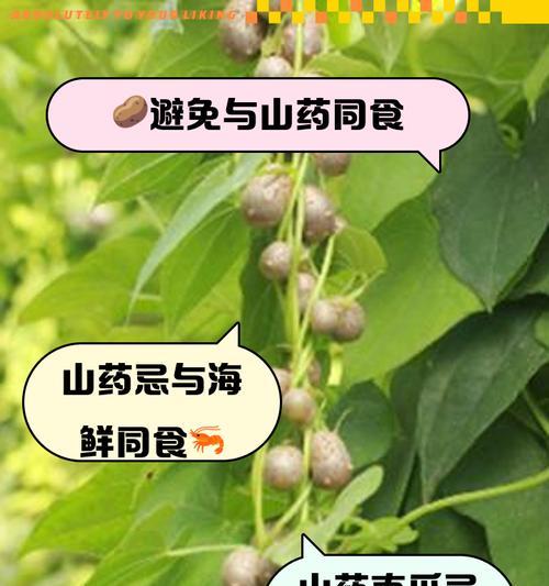 山药豆生芽的营养价值及食用方法（探究山药豆生芽的丰富营养和美味食用方式，让你吃得健康又美味！）