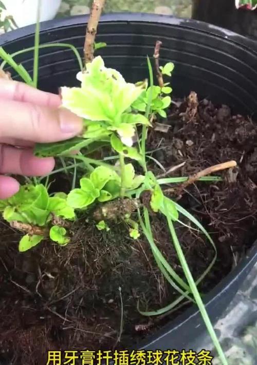 绣球花的扦插方法（高成活率的技巧与注意事项）