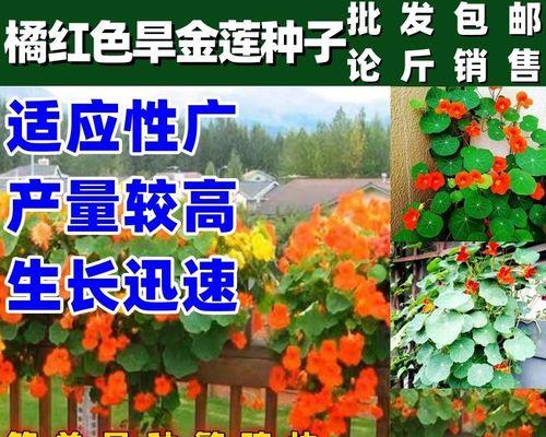 旱金莲播种时间的选择（如何选择最合适的播种时间来种植旱金莲）
