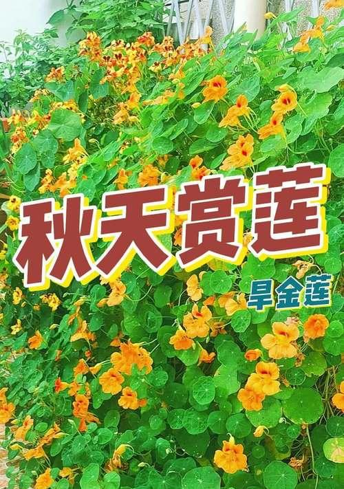 旱金莲播种时间的选择（如何选择最合适的播种时间来种植旱金莲）