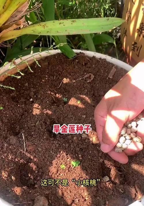 旱金莲播种时间的选择（如何选择最合适的播种时间来种植旱金莲）
