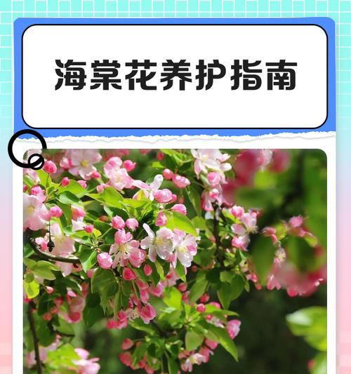 北美海棠花期长达两个月，惊艳四季！（色彩绚烂的北美海棠，如何种植与护理？）
