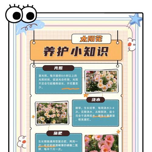 太阳花只长叶子不开花？原因和解决方法全揭秘！（为什么太阳花不开花？如何让太阳花开花？太阳花开花的秘诀揭晓！）
