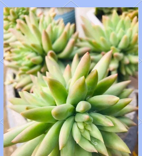 复合肥浇灌多肉植物的可行性（了解复合肥在多肉养护中的作用和使用方法）