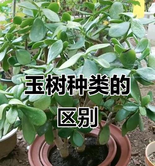 燕子掌开花之谜（养护技巧揭秘，几年开花一次？）
