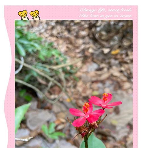 琴叶珊瑚的花期是什么时候？（探究琴叶珊瑚的开花时间与生长环境）