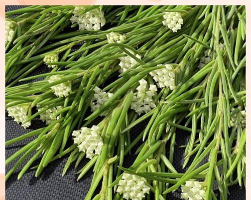 球兰开花时间及方法（从花骨朵到盛开，掌握这些关键点，让你的球兰不再寂寞）