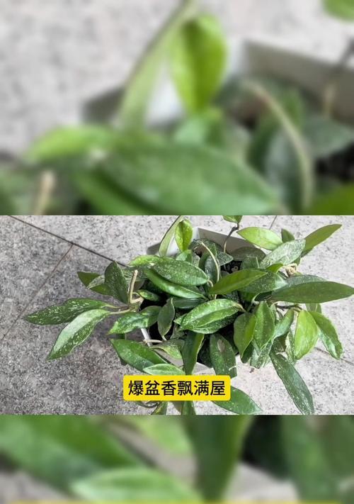 球兰开花时间及方法（从花骨朵到盛开，掌握这些关键点，让你的球兰不再寂寞）