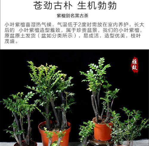 小叶紫檀的抗冻性能（探究小叶紫檀适应严寒气候的关键）