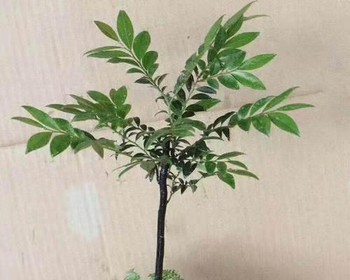 小叶紫檀的抗冻性能（探究小叶紫檀适应严寒气候的关键）