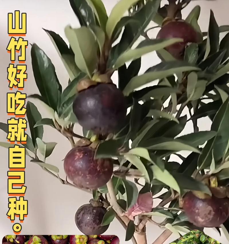 如何挑选好吃的山竹（让你轻松选购美味山竹，满足味蕾体验）