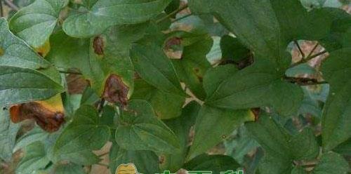 杨树花叶病的预防和治疗方法（探究杨树花叶病的症状和防治策略）